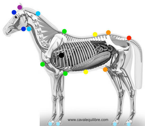 Les chakras du cheval